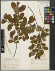 Foto von Salix aurita L.